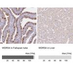 WDR54 Antibody