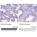 MEOX2 Antibody in Immunohistochemistry (IHC)