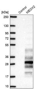 MEOX2 Antibody in Western Blot (WB)