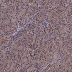 GSS Antibody in Immunohistochemistry (IHC)