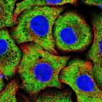 RPS15 Antibody in Immunocytochemistry (ICC/IF)