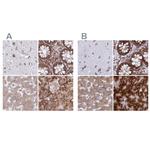 RPS15 Antibody in Immunohistochemistry (IHC)