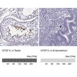 GTSF1L Antibody