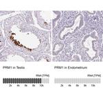 PRM1 Antibody