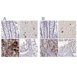 VGF Antibody in Immunohistochemistry (IHC)