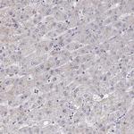 VGF Antibody in Immunohistochemistry (IHC)