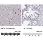 VGF Antibody