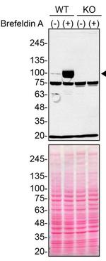 VGF Antibody in Western Blot (WB)