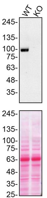 VGF Antibody in Western Blot (WB)