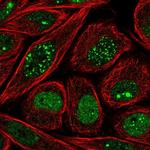 HEN2 Antibody in Immunocytochemistry (ICC/IF)