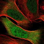 Cdc20 Antibody in Immunocytochemistry (ICC/IF)