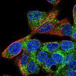 CTAGE5 Antibody in Immunocytochemistry (ICC/IF)