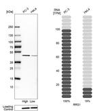 RRS1 Antibody in Western Blot (WB)