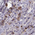 ZBTB8B Antibody in Immunohistochemistry (IHC)