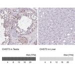 CHST3 Antibody