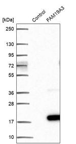 TAFA3 Antibody in Western Blot (WB)