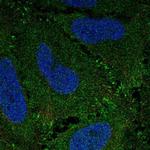 ZBED3 Antibody in Immunocytochemistry (ICC/IF)