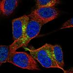 NSG2 Antibody in Immunocytochemistry (ICC/IF)