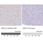 NSG2 Antibody in Immunohistochemistry (IHC)