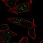 LKAAEAR1 Antibody in Immunocytochemistry (ICC/IF)