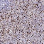 CPVL Antibody in Immunohistochemistry (IHC)