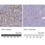 CPVL Antibody