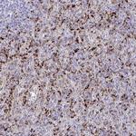 CPVL Antibody in Immunohistochemistry (IHC)