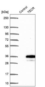GPSN2 Antibody in Western Blot (WB)