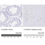 C12orf56 Antibody