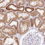 ETNK2 Antibody in Immunohistochemistry (IHC)