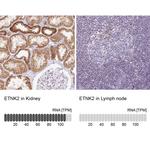 ETNK2 Antibody