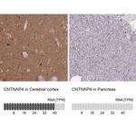 CNTNAP4 Antibody