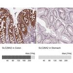 SLC26A2 Antibody