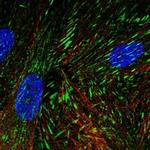 LIMS2 Antibody in Immunocytochemistry (ICC/IF)