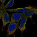 LIX1 Antibody in Immunocytochemistry (ICC/IF)