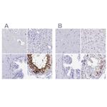 DPEP3 Antibody in Immunohistochemistry (IHC)