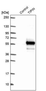 TIPIN Antibody in Western Blot (WB)