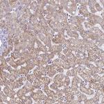 GAS2 Antibody in Immunohistochemistry (IHC)