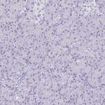 GAS2 Antibody in Immunohistochemistry (IHC)