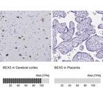 BEX5 Antibody