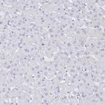 CLCA1 Antibody in Immunohistochemistry (IHC)