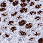 CLCA1 Antibody in Immunohistochemistry (IHC)