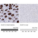 CLCA1 Antibody