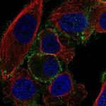 TTC7B Antibody in Immunocytochemistry (ICC/IF)