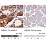 RAB43 Antibody