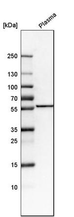 FKRP Antibody in Western Blot (WB)