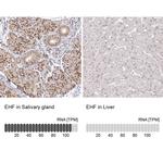 EHF Antibody