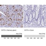 Cystatin D Antibody