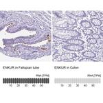 Enkurin Antibody