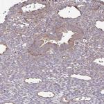 4E-BP2 Antibody in Immunohistochemistry (IHC)